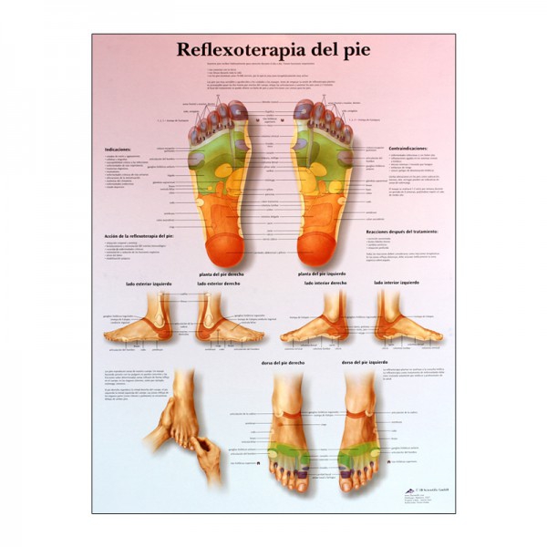 plantar reflexology sheet plantar reflexology sheet